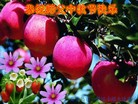 ���ֹ�,�ػʵ��󷨵��ӹ�ףʦ�������(22��)
