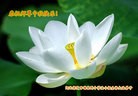 ���ֹ�,�����󷨵��ӹ�ףʦ�������(31��)
