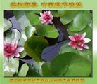 Published on 9/27/2015 ���ֹ�,���󷨵��ӹ�ףʦ�������(24��)
