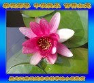 Published on 9/27/2015 ���ֹ�,���󷨵��ӹ�ףʦ�������(24��)
