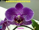 Published on 9/27/2015 ���ֹ�,��½�󷨵��ӹ�ףʦ�������(26��)
