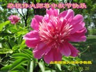 Published on 9/27/2015 ���ֹ�,��½�󷨵��ӹ�ףʦ��������֣�86����
