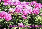 ���ֹ�,�ӱ��󷨵��ӹ�ףʦ���������(26��)
