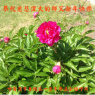 ���ֹ�,�������󷨵��ӹ�ףʦ�������(21��)