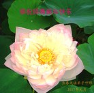 ���ֹ�,�����󷨵��ӹ�ףʦ�������(22��)