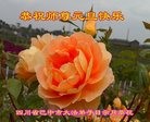 Published on 12/30/2016 ���ֹ�,ʫ�����ף�ϲӭ��
