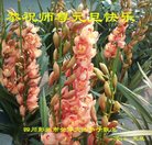 ���ֹ�,�ɶ��󷨵��ӹ�ףʦ�������(22��)