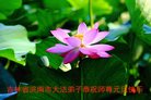 Published on 1/1/2017 ���ֹ�,��½�󷨵��ӹ�ףʦ�������(38��)