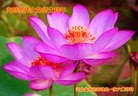 ���ֹ�,�����󷨵��ӹ�ףʦ���������(27��)
