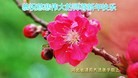 Published on 2/8/2016 ���ֹ�,��½�󷨵��ӹ�ףʦ������(39��)
