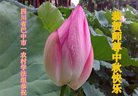 Published on 9/14/2016 ���ֹ�,���󷨵��ӹ�ףʦ�������(26��)