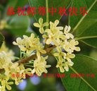 ���ֹ�,���ϴ󷨵��ӹ�ףʦ�������(23��)