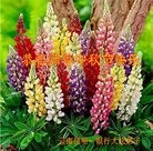 ���ֹ�,���ϴ󷨵��ӹ�ףʦ���������(19��)
