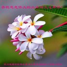 ���ֹ�,�ɶ��󷨵��ӹ�ףʦ�������(23��)