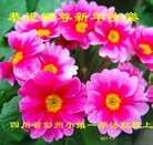 ���ֹ�,�ɶ��󷨵��ӹ�ףʦ�������(23��)