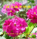 ���ֹ�,�ɶ��󷨵��ӹ�ףʦ�������(23��)