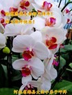 ���ֹ�,�����󷨵��ӹ�ףʦ�������(20��)