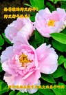 ���ֹ�,�����󷨵��ӹ�ףʦ�������(20��)