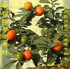 ���ֹ�,�ɶ��󷨵��ӹ�ףʦ�������(22��)