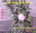 ���ֹ�,�ɶ��󷨵��ӹ�ףʦ�������(22��)