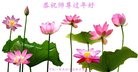 ���ֹ�,�ػʵ��󷨵��ӹ�ףʦ�������(23��)