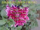 ���ֹ�,�ӱ��󷨵��ӹ�ףʦ�������(25��)