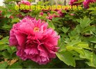 Published on 10/4/2017 ���ֹ�,��½�󷨵��ӹ�ףʦ�������(29��)