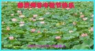 Published on 10/4/2017 ���ֹ�,��½�󷨵��ӹ�ףʦ�������(33��)