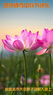 ���ֹ�,�ػʵ��󷨵��ӹ�ףʦ�������(23��)