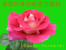 Published on 10/4/2017 ���ֹ�,��½�󷨵��ӹ�ףʦ�������(27��)