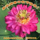 ���ֹ�,�������󷨵��ӹ�ףʦ�������(24��)