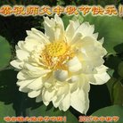 ���ֹ�,�������󷨵��ӹ�ףʦ�������(24��)