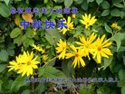 ���ֹ�,��ľ˹�󷨵��ӹ�ףʦ�������(23��)