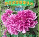 ���ֹ�,���ϴ󷨵��ӹ�ףʦ�������(21��)