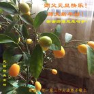 ���ֹ�,�ػʵ��󷨵��ӹ�ףʦ�������(20��)