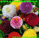 ���ֹ�,����ʡ�󷨵��ӹ�ףʦ�������(20��)