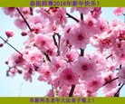 Published on 1/1/2018 ���ֹ�,��½�󷨵��ӹ�ףʦ�������(32��)