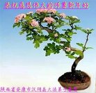 ���ֹ�,�����󷨵��ӹ�ףʦ�������(25��)