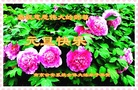 Published on 12/31/2017 ���ֹ�,��½����˾��ϵͳ�����Ӵ󷨵�������ж�ʦ��