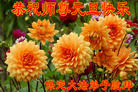 ���ֹ�,�����󷨵��ӹ�ףʦ�������(25��)