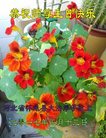 ���ֹ�,�żҿڴ󷨵��ӹ������編�ִ�����ʦ�𻪵�(22��)