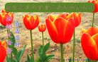 ���ֹ�,�ػʵ��󷨵��ӹ������編�ִ�����ʦ�𻪵�(21��)