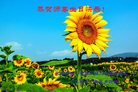 ���ֹ�,�ӱ��󷨵��ӹ������編�ִ�����ʦ�𻪵�(20��)