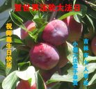 ���ֹ�,�����д󷨵��ӹ������編�ִ�����ʦ�𻪵�(19��)