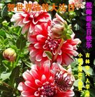 ���ֹ�,�����д󷨵��ӹ������編�ִ�����ʦ�𻪵�(19��)