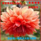 ���ֹ�,�����д󷨵��ӹ������編�ִ�����ʦ�𻪵�(19��)