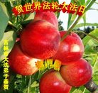 ���ֹ�,�����д󷨵��ӹ������編�ִ�����ʦ�𻪵�(19��)