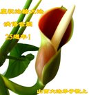 ���ֹ�,ɽ���󷨵��ӹ������編�ִ�����ʦ�𻪵�(24��)