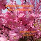 ���ֹ�,�żҿڴ󷨵��ӹ������編�ִ�����ʦ�𻪵�(22��)