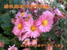 ���ֹ�,��ľ˹�󷨵��ӹ�ףʦ�������(21��)